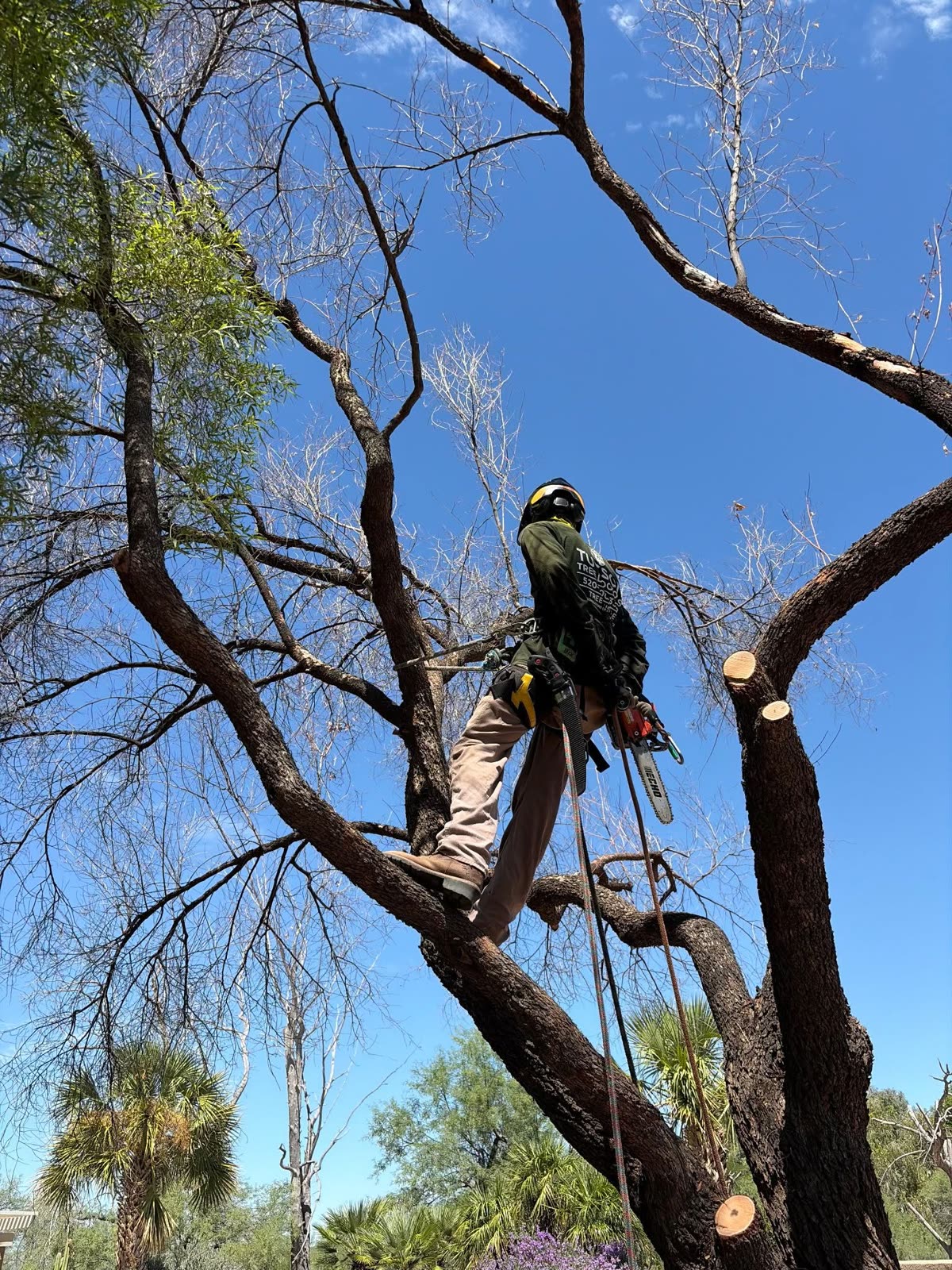Tucson Tree Doctors arborist climbing and trimming a tree at the U.S. Customs main office in Tucson