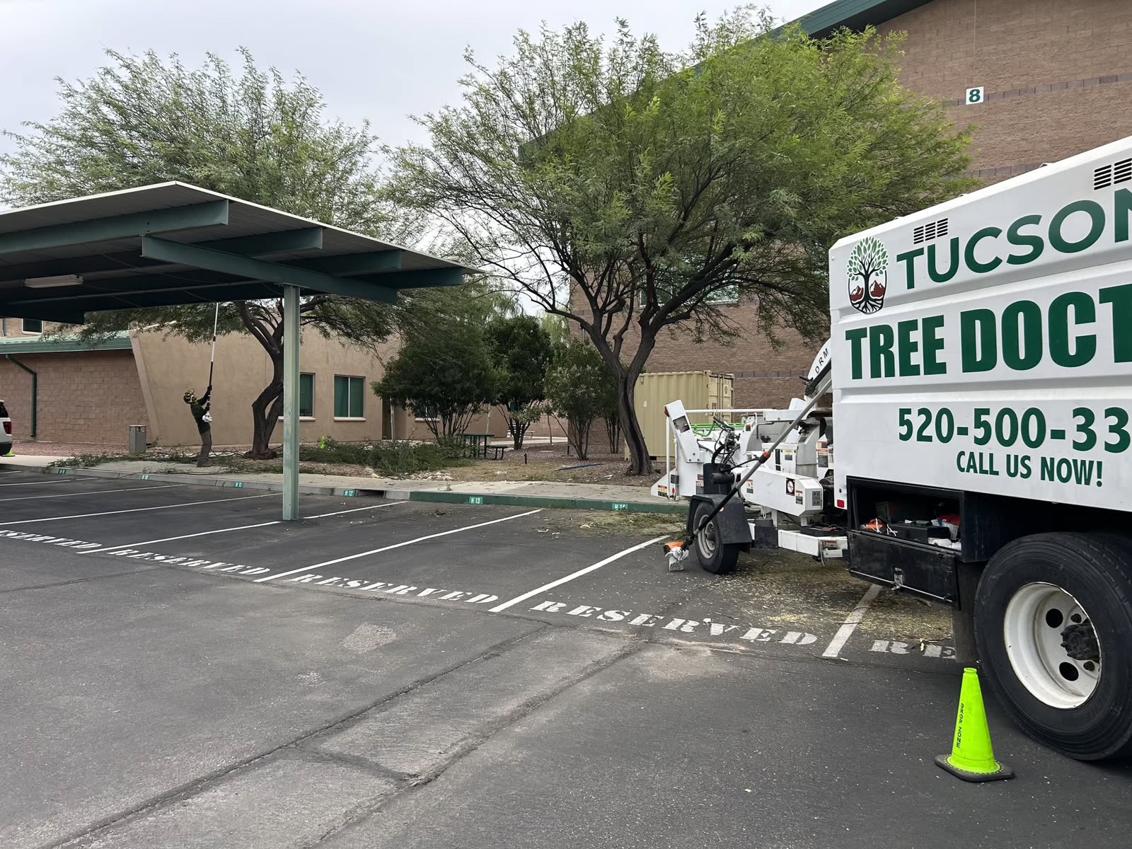 Tucson Tree Doctors crew trimming trees at the U.S. Customs main office