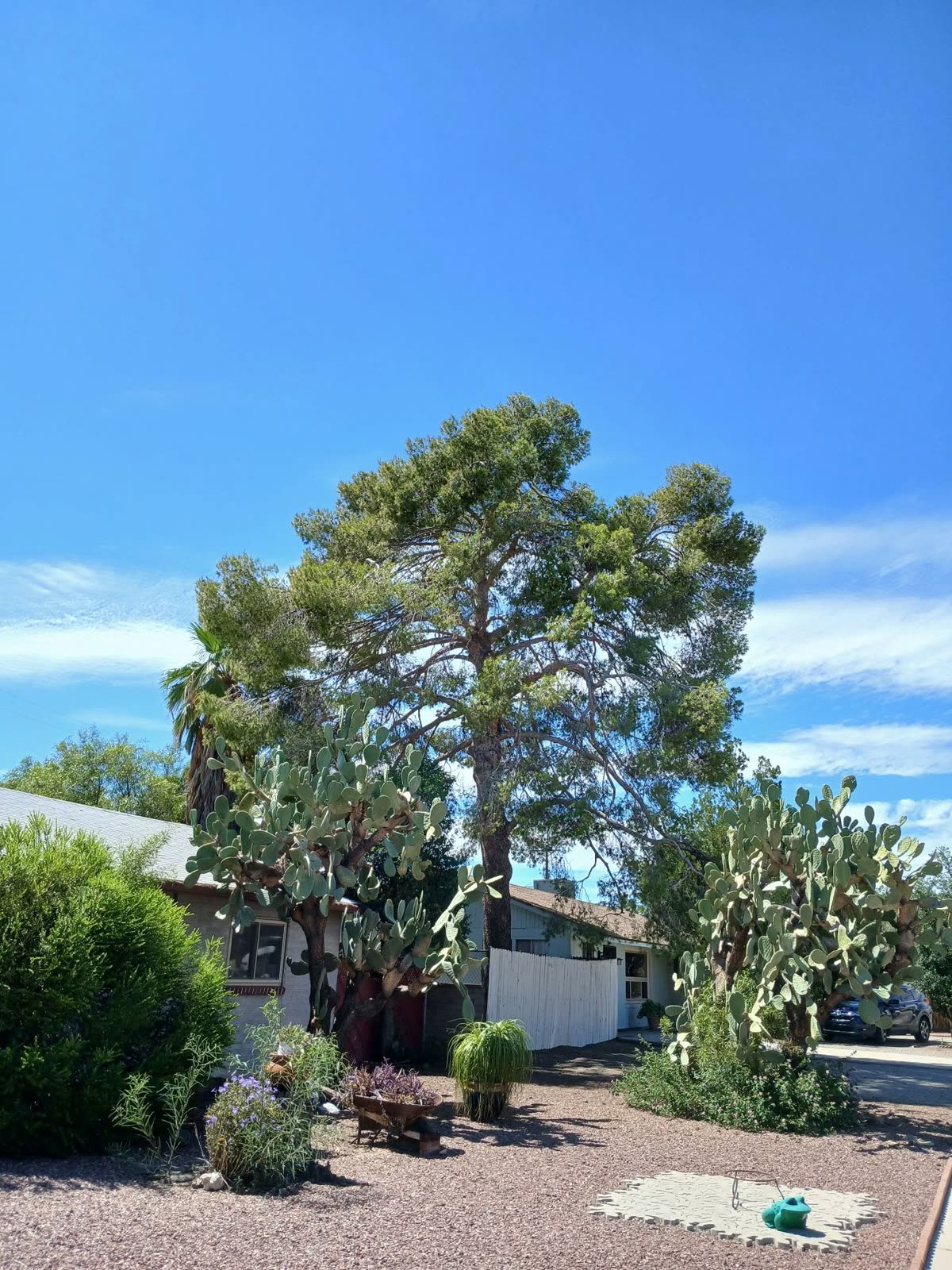 Tree trimming work at the U.S. Customs main office in Tucson