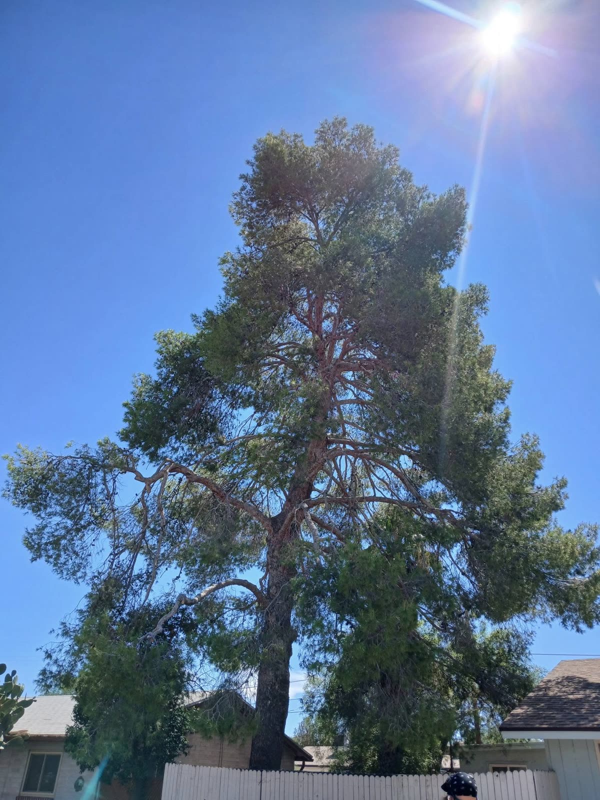 Canopy trimming at the U.S. Customs main office in Tucson