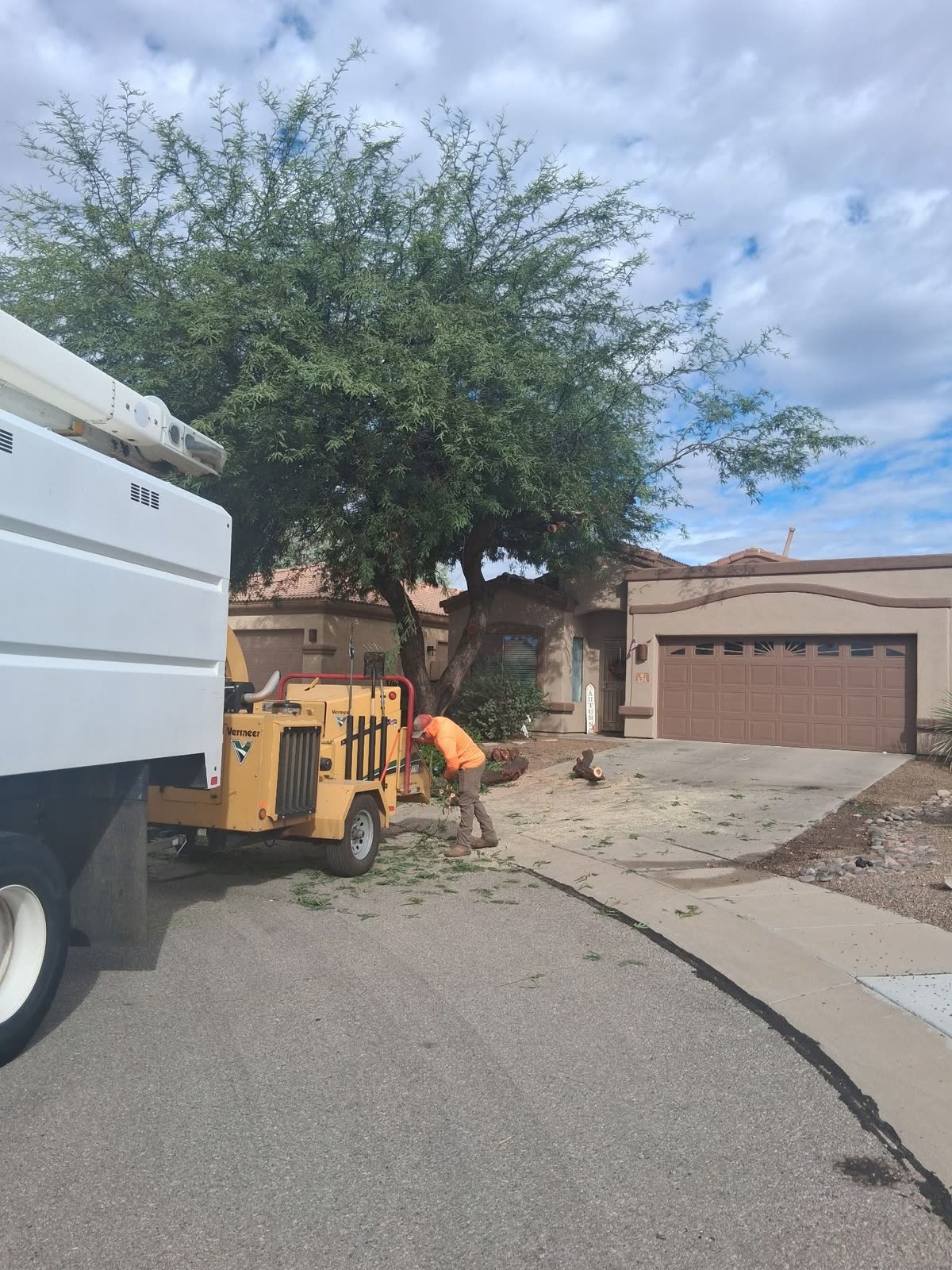 Tree work at the U.S. Customs main office in Tucson
