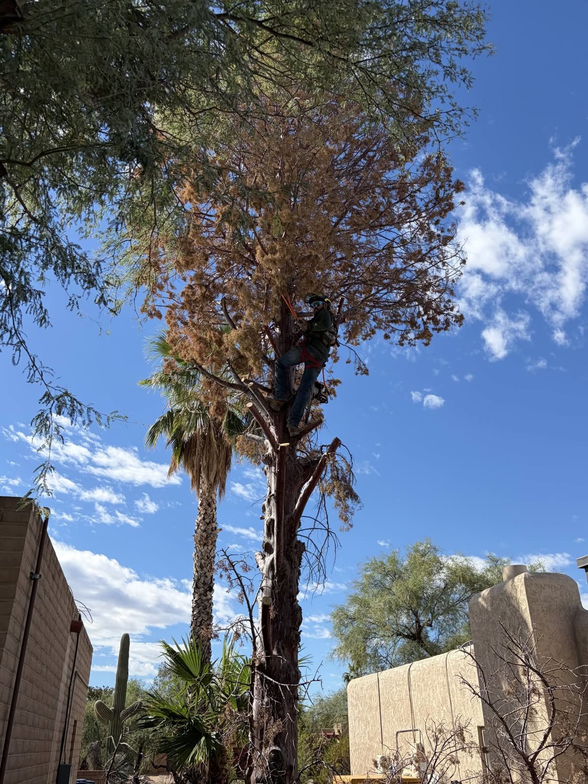 Arborist climbing gear during tree trimming at the U.S. Customs main office in Tucson
