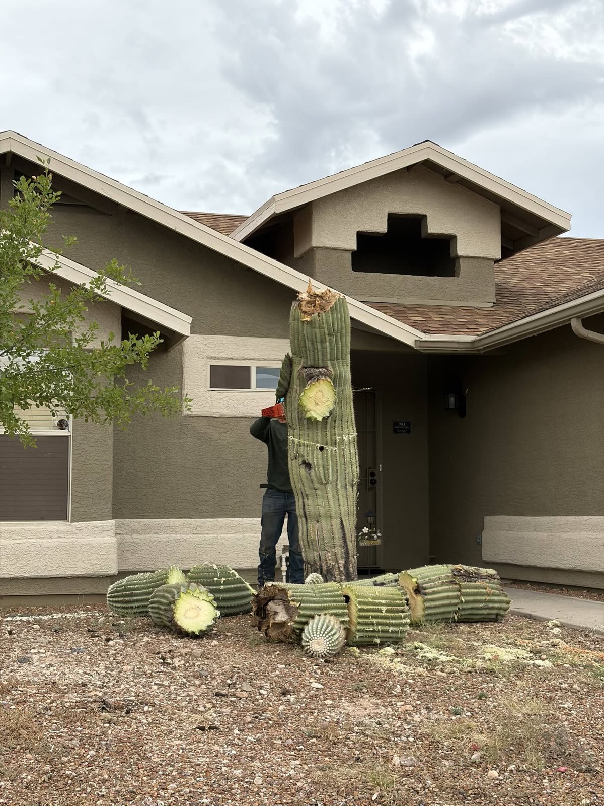 Finished tree trimming work at the U.S. Customs main office in Tucson