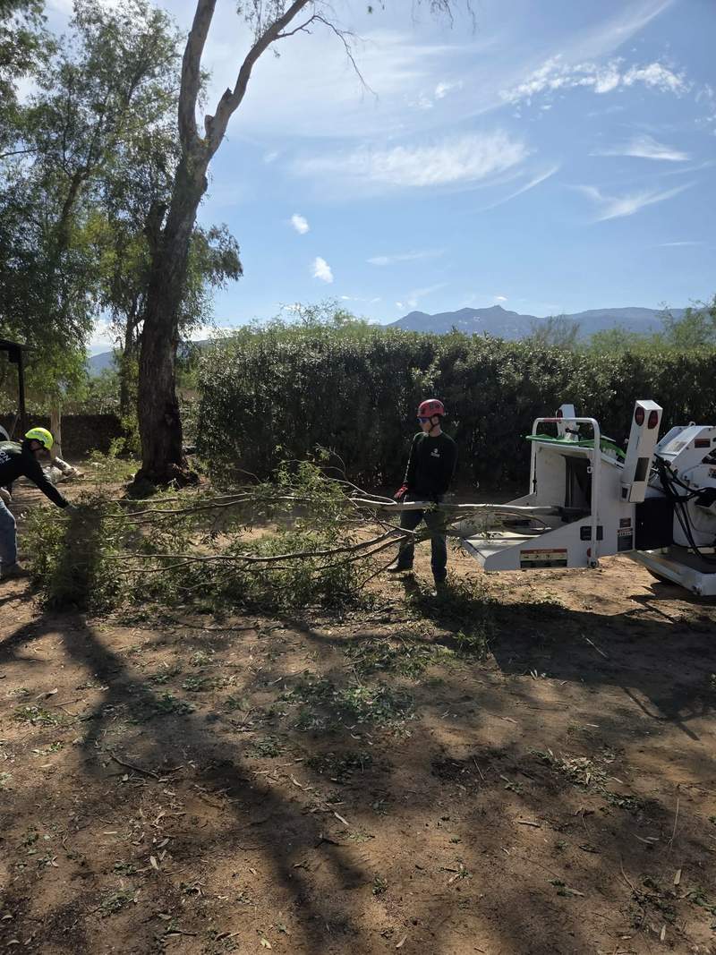 Mesquite Crown Thinning