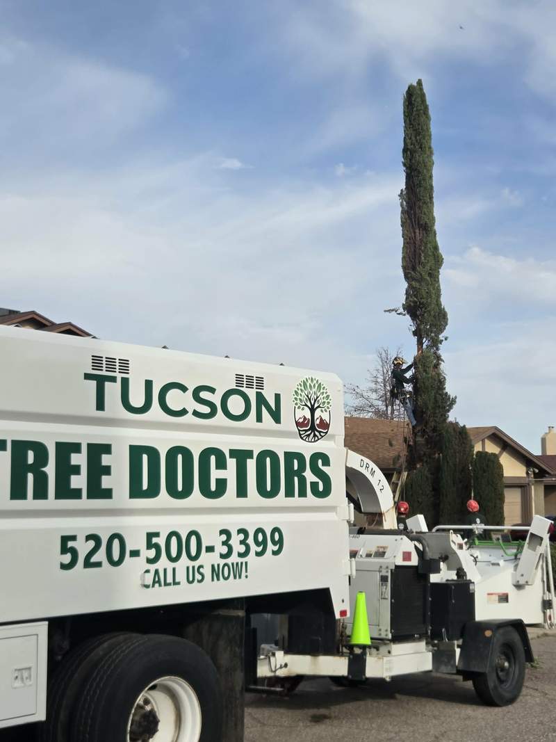 Desert Tree Pruning