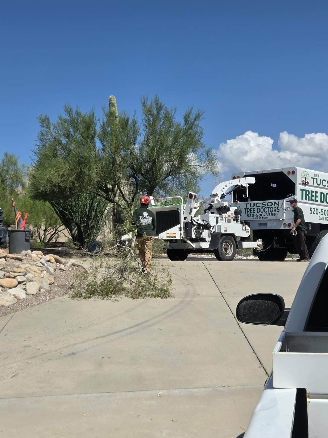 Tucson Tree Doctors crew member working near a saguaro cactus