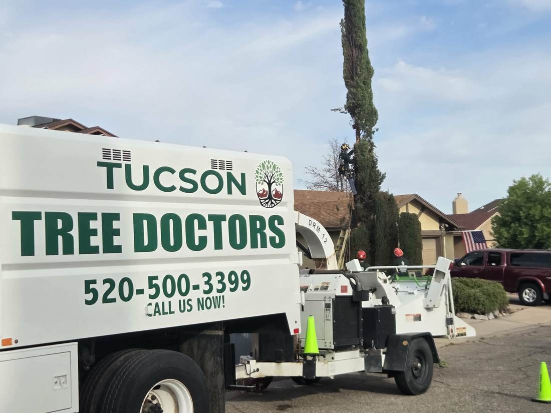 Tucson Tree Doctors crew removing a tall tree with a chipper truck
