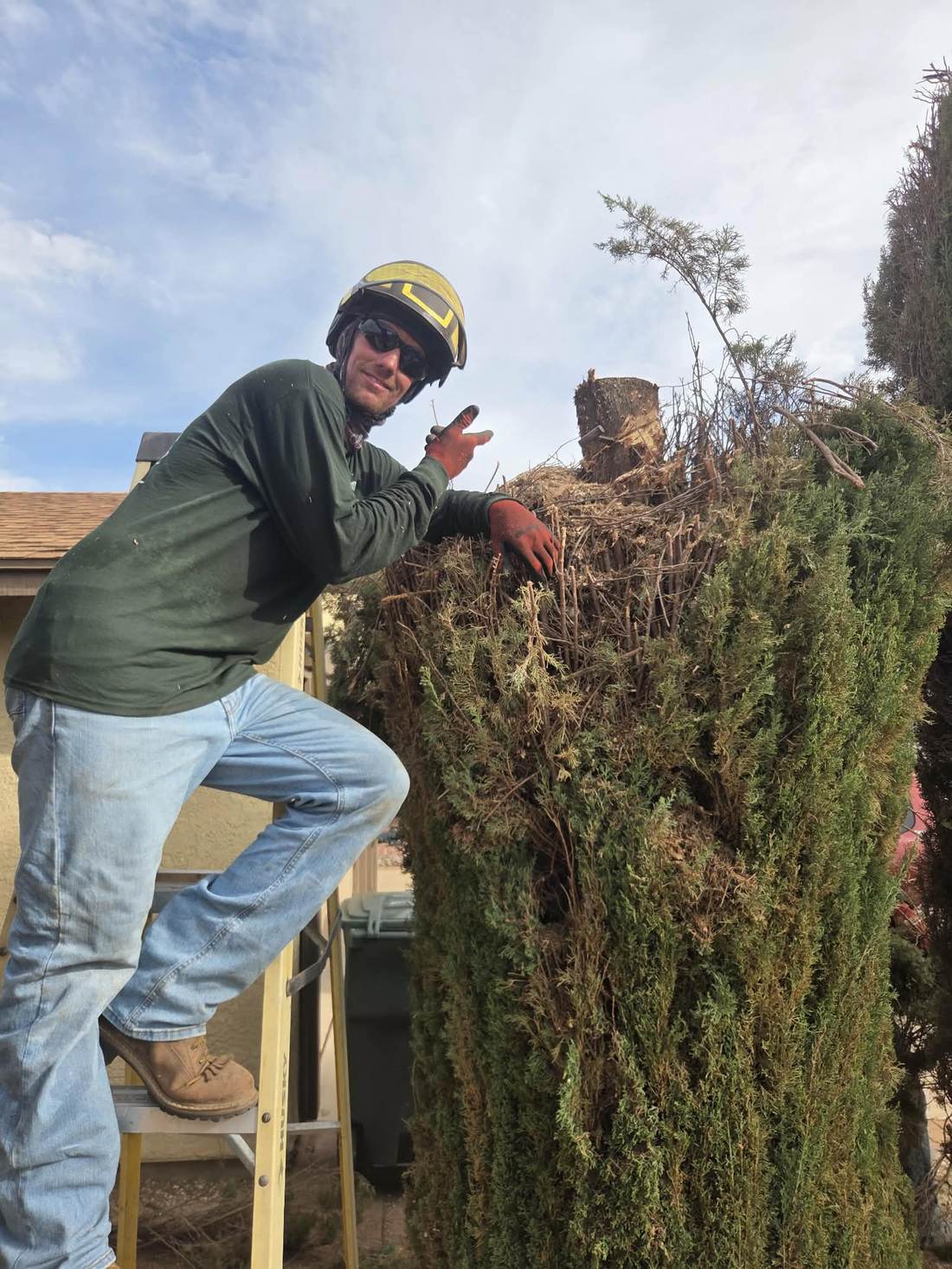 Tucson Tree Doctors arborist trimming a cypress tree