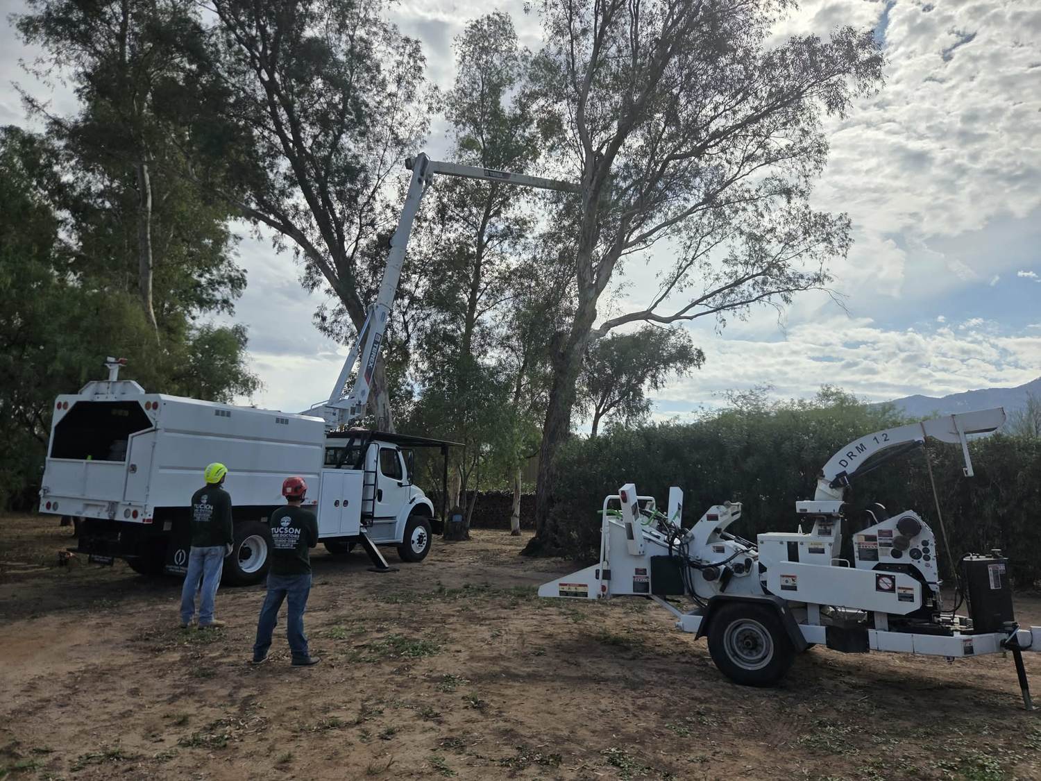 Tucson Tree Doctors bucket truck reaching into a large tree canopy